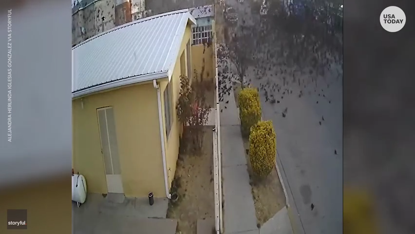 Klip wideo pokazuje setki kosów spadających z nieba i rozbijających się o chodniki