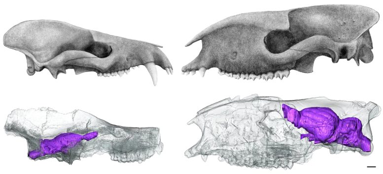 Tomografia komputerowa czaszek prehistorycznych ssaków
