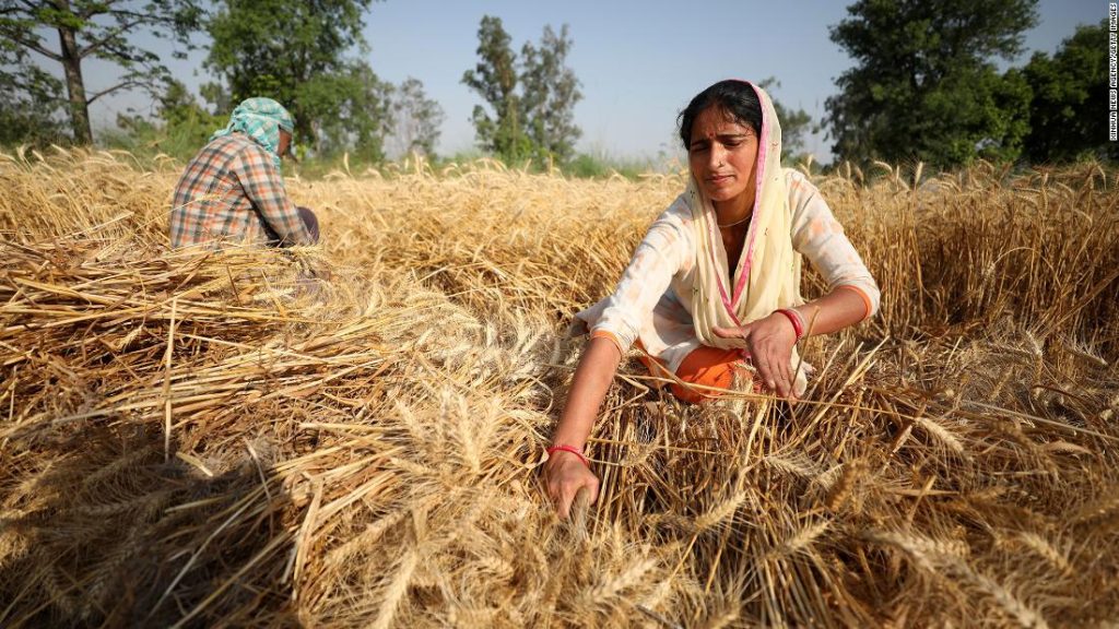 Pszenica indyjska łagodziła kryzys żywnościowy.  Następnie zakazano eksportu