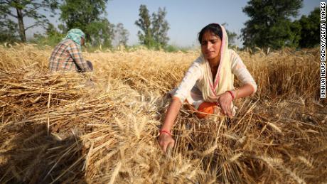 Indie zaoferowały pomoc w rozwiązaniu światowego kryzysu żywnościowego.  Oto powód jego upadku