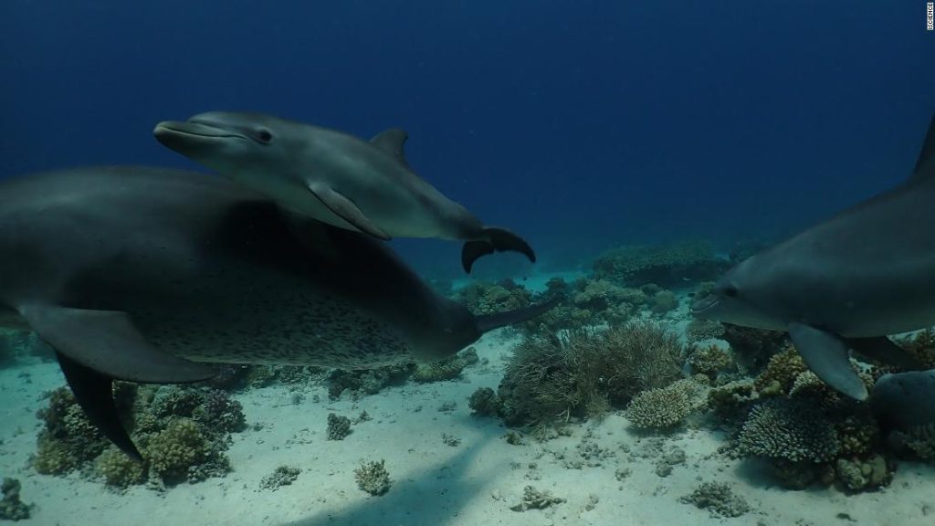 Badania sugerują, że delfiny wykorzystują lecznicze właściwości raf koralowych