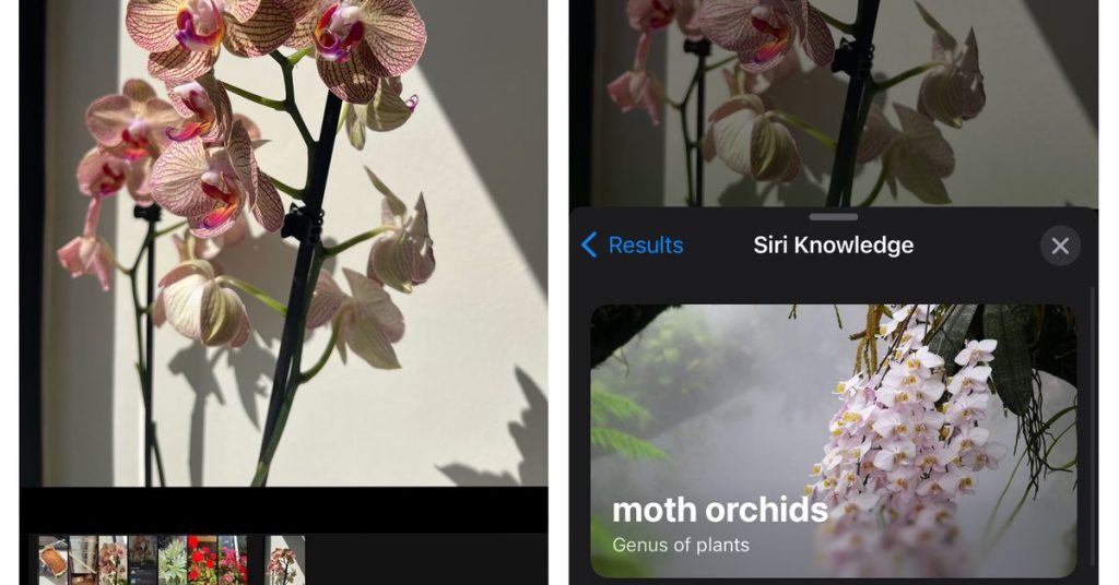 Dziś dowiedziałem się, że o roślinach i kwiatach można dowiedzieć się za pomocą aparatu w iPhonie