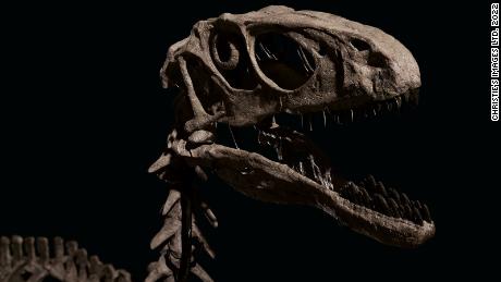 Skamieniałości dinozaurów inspirowane & # 39 ;  Park Jurajski &# 39;  Sprzedany za ponad 12 milionów dolarów