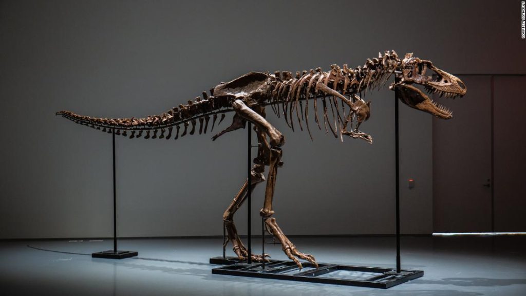 Ta gigantyczna skamielina gorgozaura jest wystawiona na aukcję