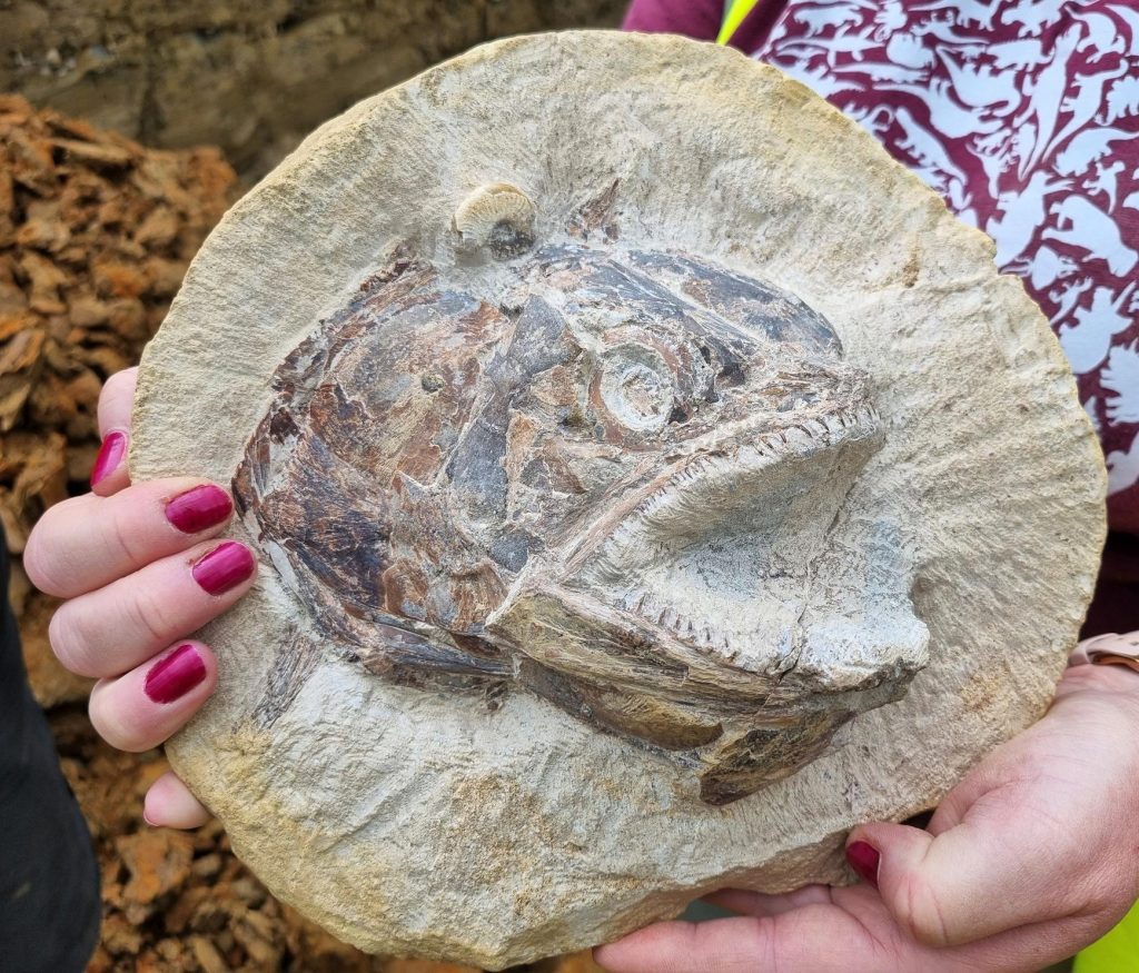 3D Jurassic Fish Skull