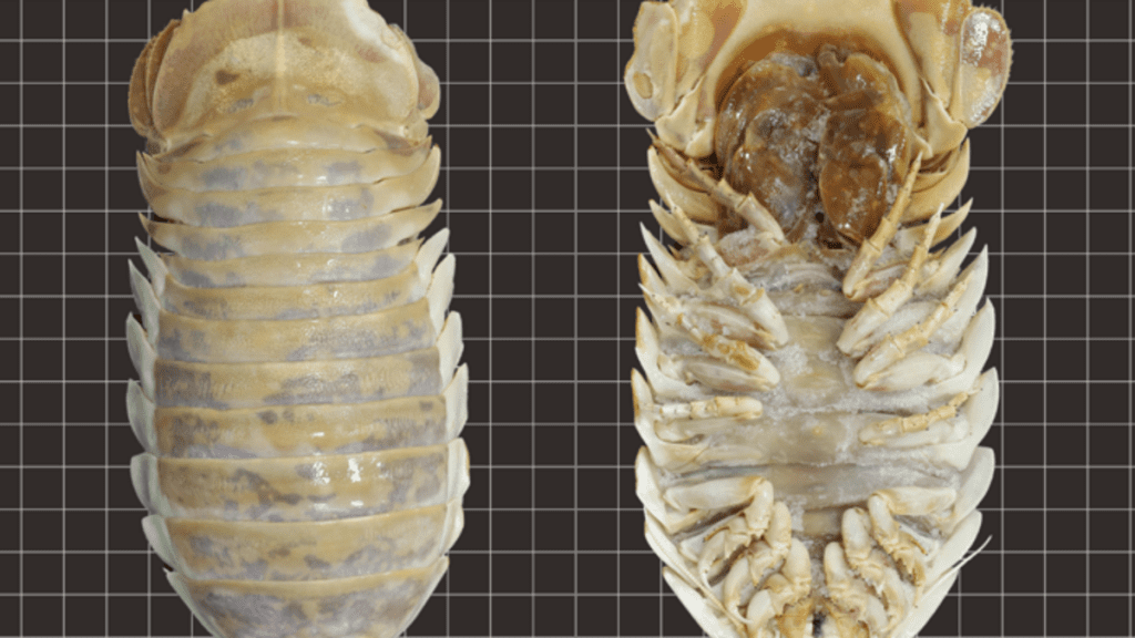 W Zatoce Meksykańskiej odkryto ogromnego owada głębinowego - Er, Isopoda