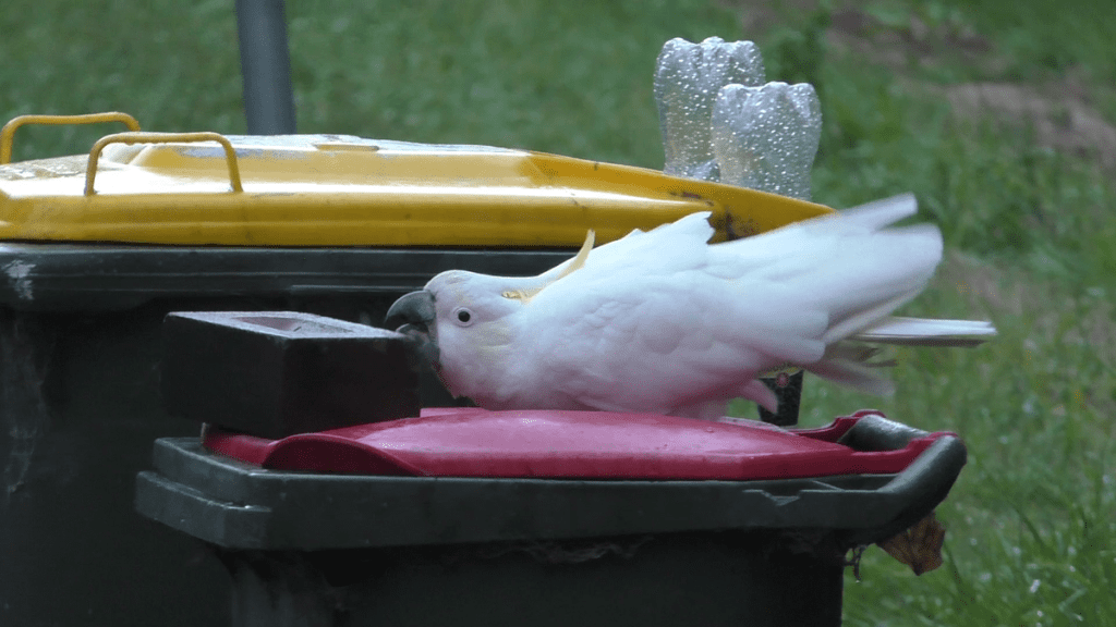 Ludzie i papugi w „wyścigu zbrojeń” o śmieci w Sydney