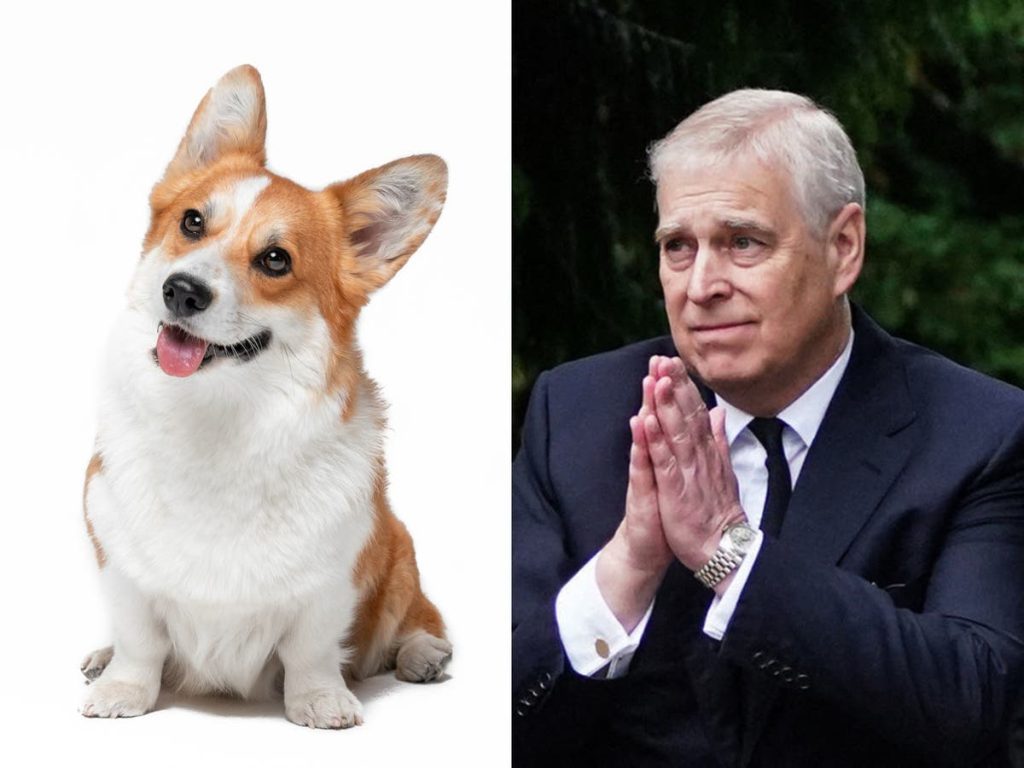 Queens Corgi: Książę Andrzej i Sarah Ferguson zabierają królewskie psy