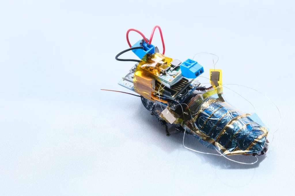 Inżynierowie robotycy tworzą karaluchy cyborgi, muchy robotów i nie tylko