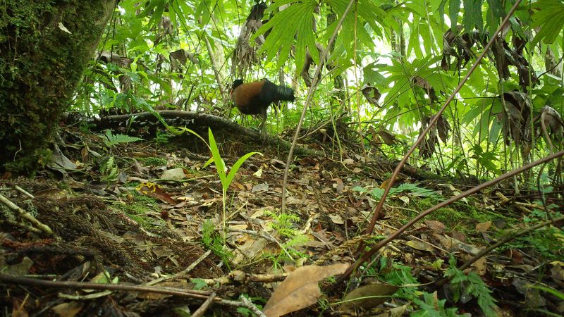 Dawno zaginiony gatunek gołębia „odkryty” na nowo w Papui-Nowej Gwinei