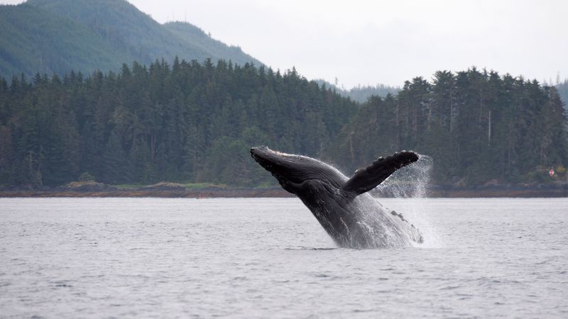 Naukowcy twierdzą, że wieloryby mogą odgrywać ważną, ale pomijaną rolę w walce z kryzysem klimatycznym